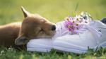dog_455