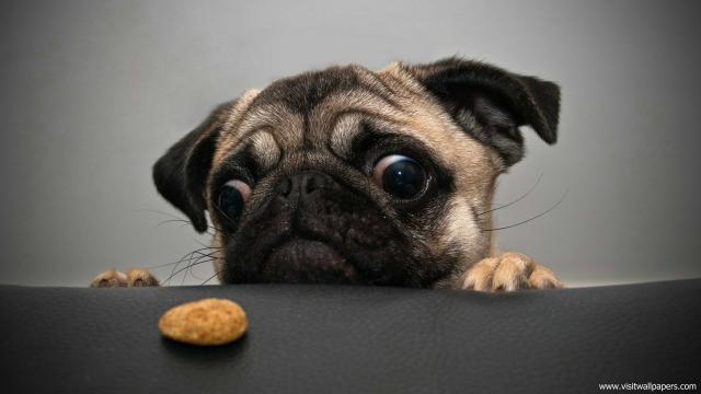 dog_461