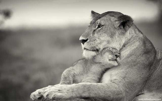 African_Lion_06