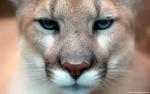Lion_13