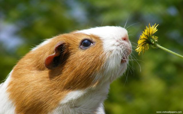 Animals_323