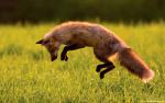Animals_337