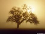 Nature_008