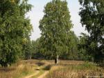Nature_011