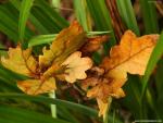Nature_018