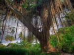 Nature_019