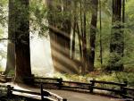 Nature_038