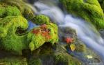 Nature_039