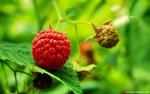 Nature_206
