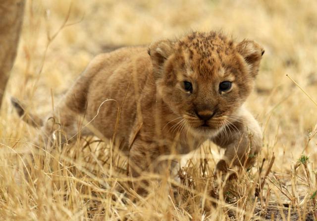 Animals_344