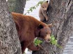 Animals_343