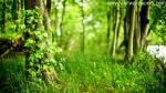 green_029