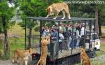 Lion_15