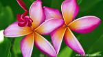 Flower_007
