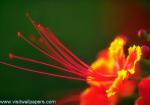 Flower_011