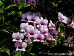 Flower_027