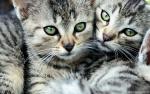 cat_249