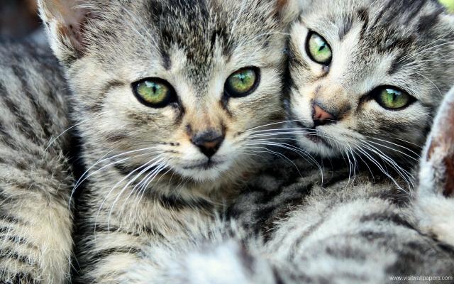 cat_249