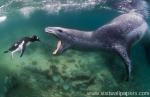 ocean-life-358