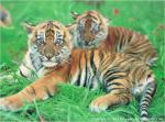 Tiger_41