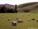 New_Zealand_090
