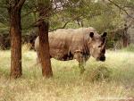 africa_072