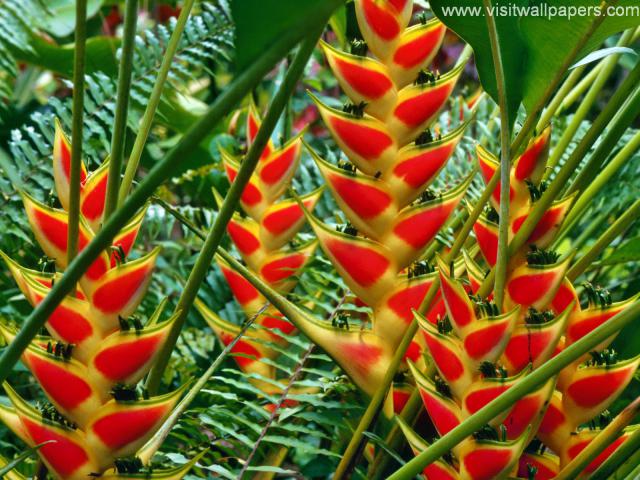 Heliconias_St_Lucia