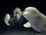 Beluga_Whale_01