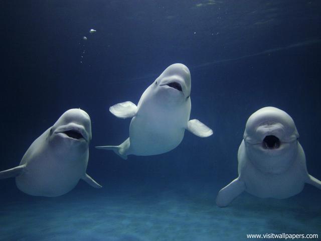 Beluga_Whale_02