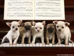 A_Chihuahua_Concerto