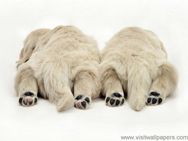 Dog_Tired