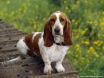 Basset_Hound
