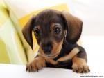 Dachshund_03