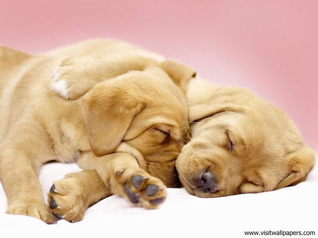 Canine_Cuddles