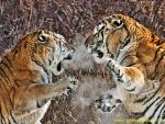 Tiger_43