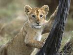 Lion_26