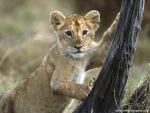 Lion_26