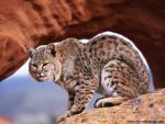 A_Watchful_Bobcat