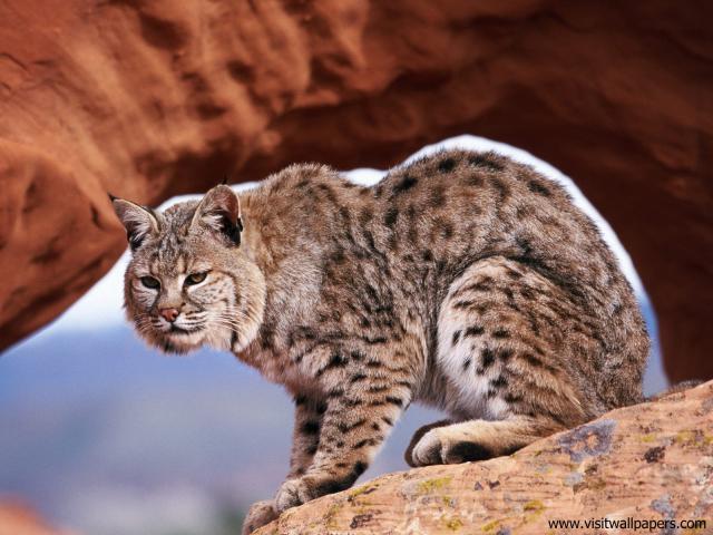 A_Watchful_Bobcat