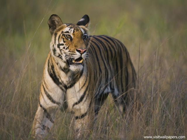 Tiger_45