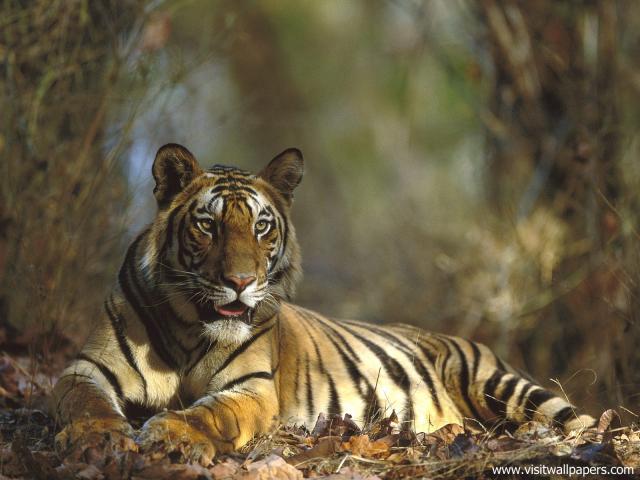 Tiger_46