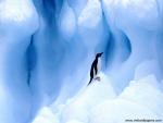 Adelie_Penguins_03