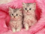 Furry_Friends