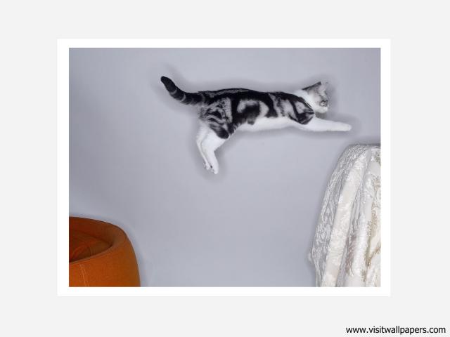 Leaping_American_Shorthair