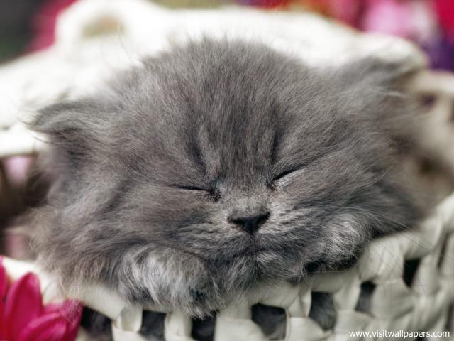 Naptime_for_Kitten