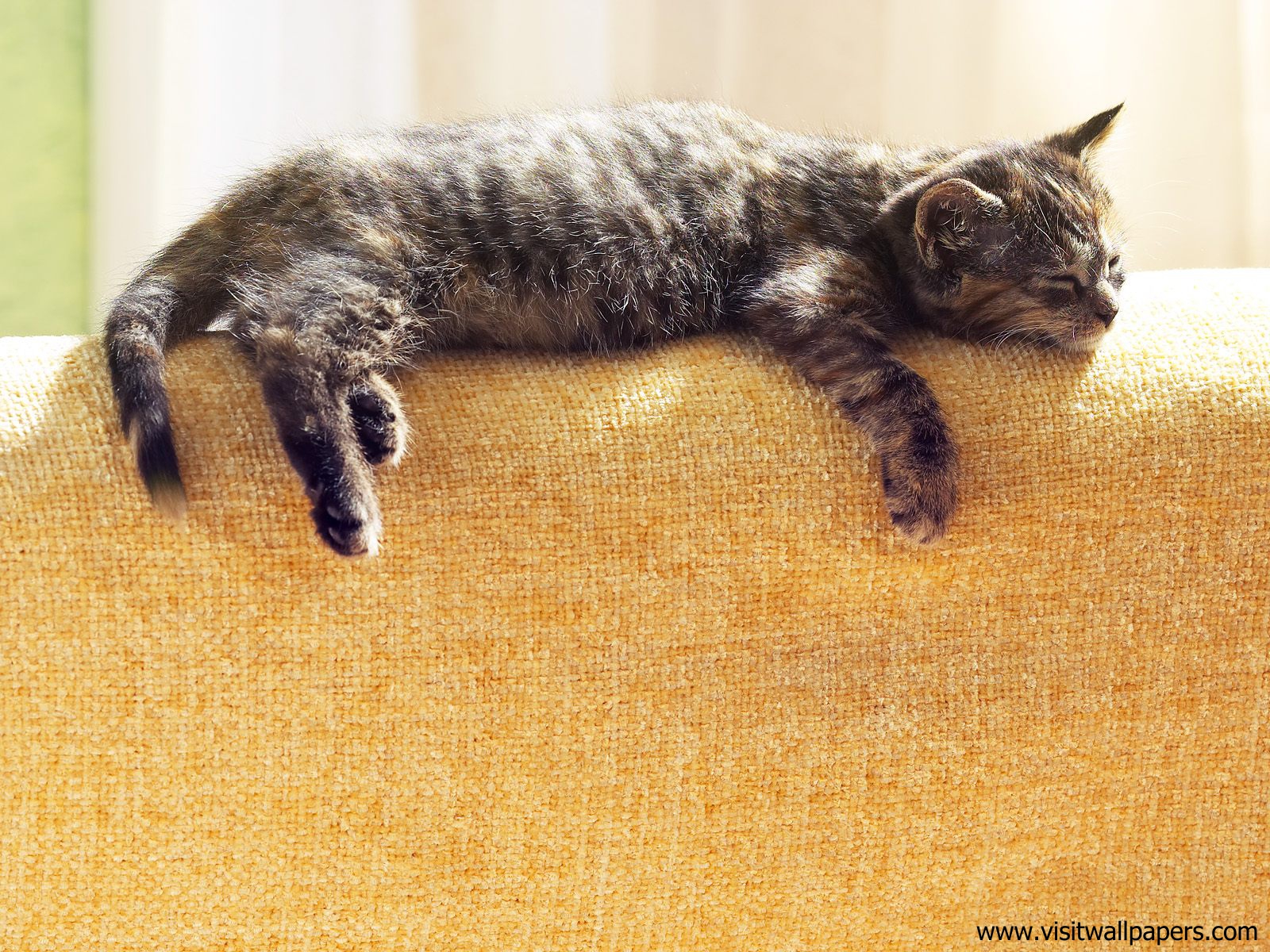 Morning_Nap