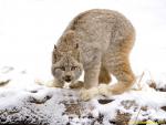 Canada_Lynx_01