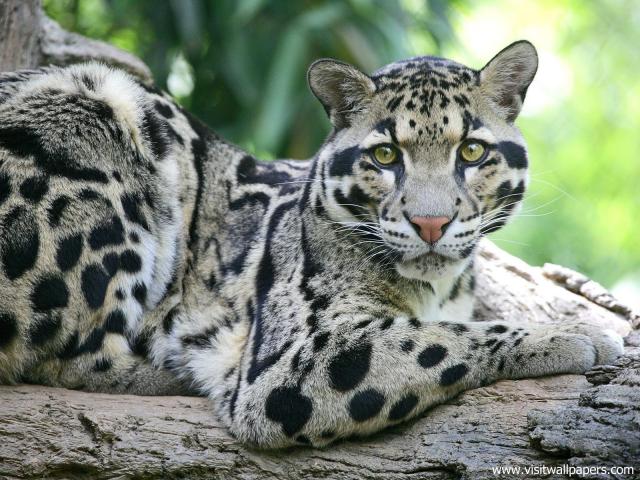 Leopard_24