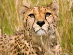 Cheetah_11