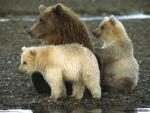 Animals_393